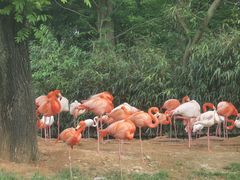 -上海野生动物园