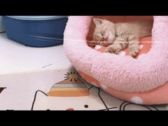 -1013 PET SHOP精品宠物商店(丁香店)