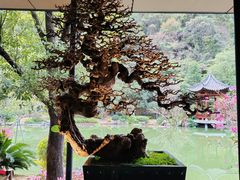 -云溪植物园