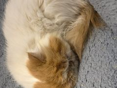 -有猫主题·治愈系猫咖(曾厝垵店)