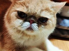 -飞行喵MR PILOT|猫舍·猫咖(静安大融城店)