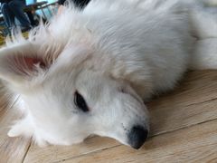 -安格丽娜·狗咖·猫咖羊驼咖(春熙路百盛商场店)