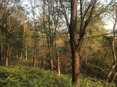 -镇江市南山风景名胜区竹林景区