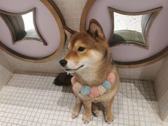 -柴务处·柴犬主题狗咖