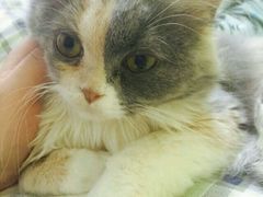 -荣耀金沙动物医院(清江西路店)