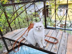 -喵屿·大理花园猫咖