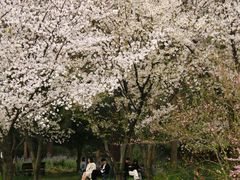 -苏州上方山国家森林公园