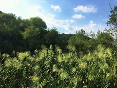 -西湖风景区-江洋畈生态公园