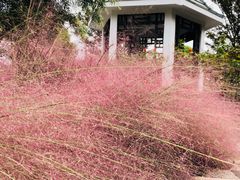 -上海鲜花港