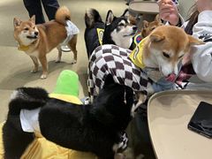-逗柴咖啡屋·狗咖猫咖宠物桌游