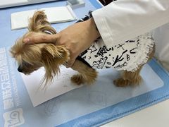 -美联众合动物医院·24h转诊中心