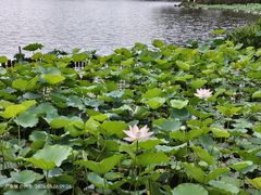 -荔湾湖公园
