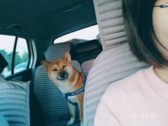 -丁香湖公园