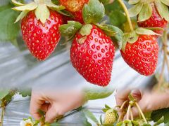 -尚果生态采摘园