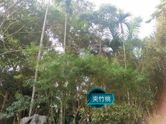-中国科学院西双版纳热带植物园