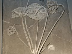 -辽宁古生物博物馆