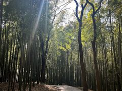 -西湖风景区十里琅珰-五云山