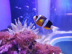 -芜湖新华联大白鲸海洋公园