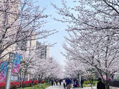 -高东镇樱花园