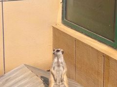 -合肥野生动物园
