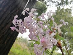 -贡湖湾湿地公园