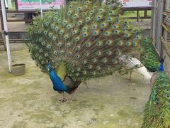 -凤凰沟景区