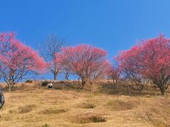 -新建村梅花