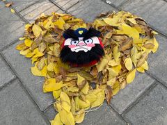 -三里屯东五街银杏大道