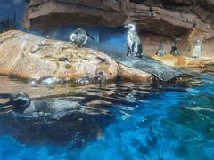 -海合安武汉极地海洋公园