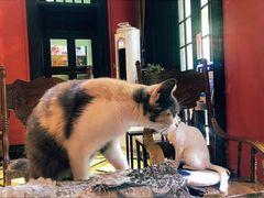 -猫色咖啡·猫咖
