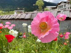 -鲁朗纳麦石锅鸡庄园