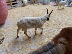 -正佳雨林生态植物园