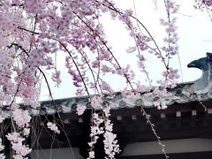 -西安青龙寺遗址景区