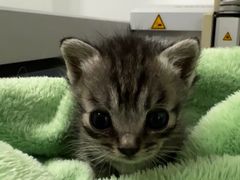 -鹿港小镇(霄云店)