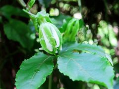 -西双版纳原始森林公园