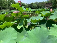 -陈家山荷花公园
