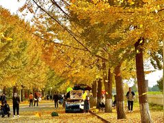 -长白岛森林公园