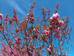-南汇桃花村