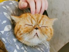 -猫友咖啡店(玉林西路店)