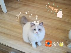 -滚猫咖啡·猫咖·猫友好撸猫(未来城店)