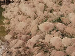 -白鹭湾湿地公园