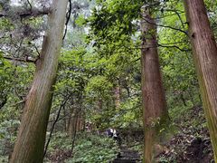 -天目山大树王景区