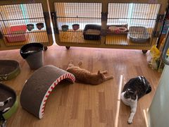 -瑞派申生动物医院·24H夜诊·国际动物医疗中心·骨外科(吴中路店)