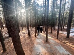 -帽儿山国家森林公园