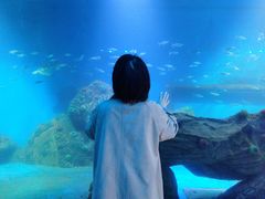 -广东惠东海龟国家级自然保护区