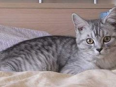 -客栈猫舍(中央北路店)