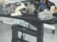 -爱洗澡的猫(望京店)