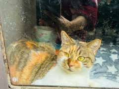 -艾贝尔宠物医院 ·内科全科(梁溪路店)