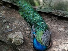 -燕塞湖鸟语林景区