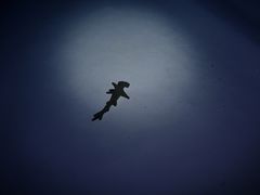 -上海潜殿潜水中心